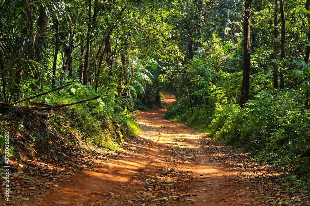 Obraz premium Road in the forest. State Of Goa. India
