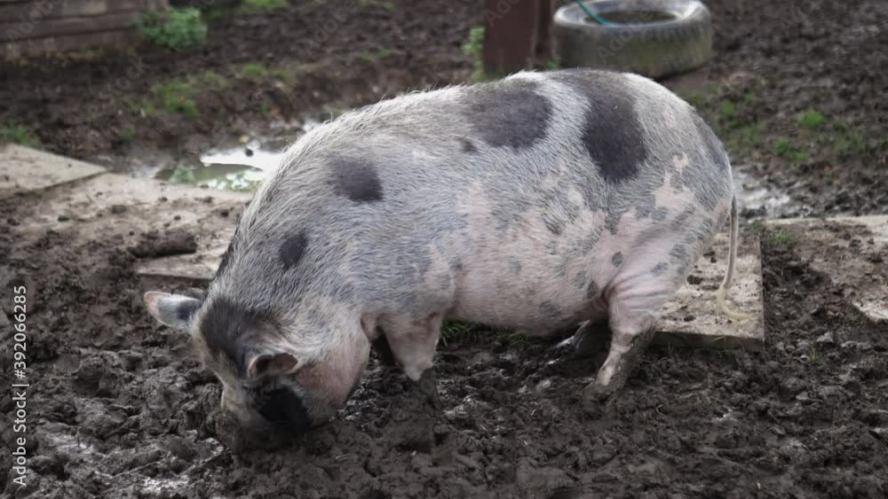 Big spotted pig wandering around the mud on a farmyard Big spotted pig wandering around the mud on a farmyard