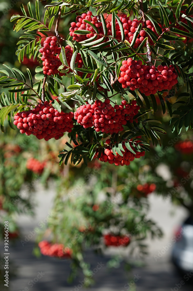 Spanish rowan tree with its red fruits Spanish rowan tree with its red fruits