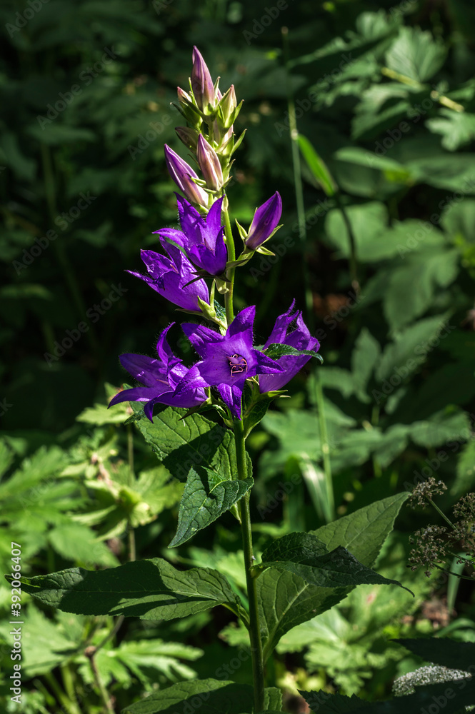 Flowering plant Bellflower broadleaf close-up. Flowering plant Bellflower broadleaf close-up.