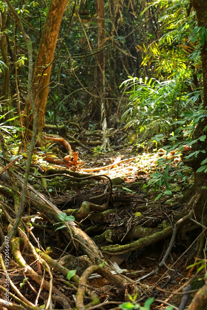 Jungle. State Of Goa. India Jungle. State Of Goa. India