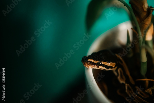Ball Python hanging out in plant photo