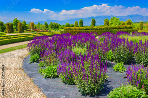 a corridor of purple sage flowers  sunlit / an expanse of purple sage flowers and stachys lanata 