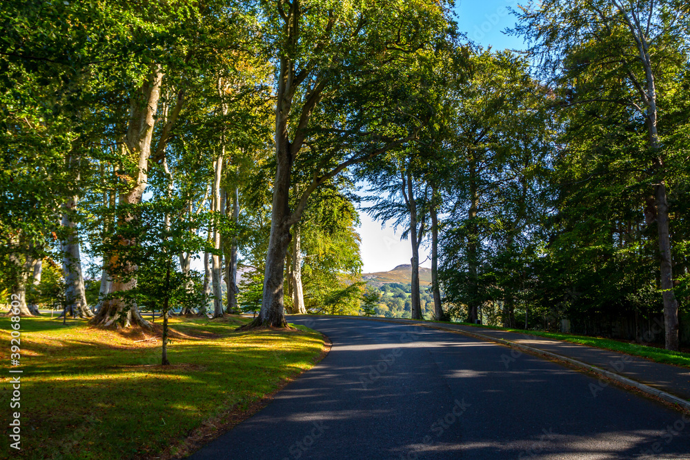 Road veers left out of sight through tall green beech trees, with opening showing view to Sugar Loaf Mountain. Wicklow, Ireland. 