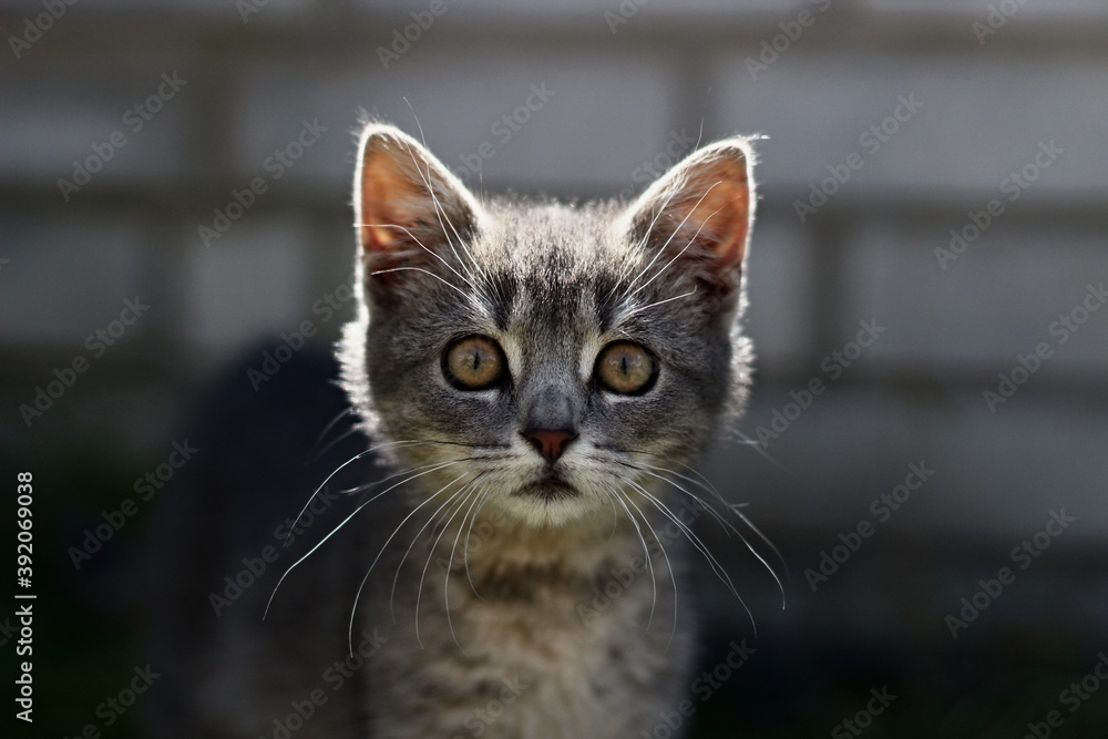 Gray lovely kitty look into camera, 
