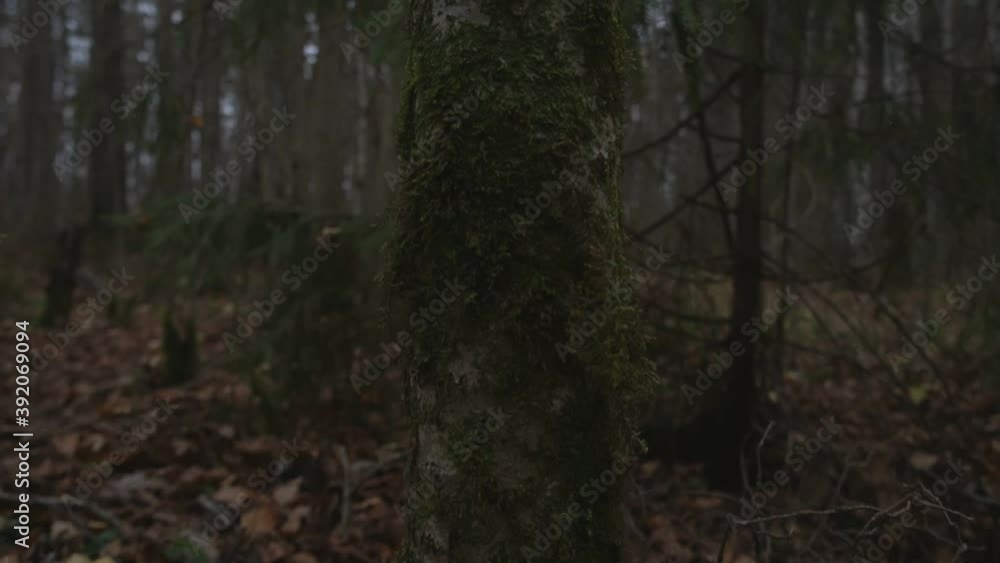 Walking inside dark forest with pine trees crossing through trunks at morning Walking inside dark forest with pine trees crossing through trunks at morning