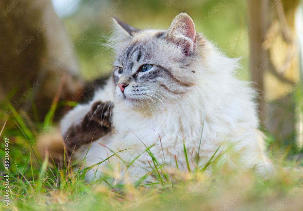 White Persian cat with blue eyes, lying on the grass. A lovely cat, resting at sunset 3