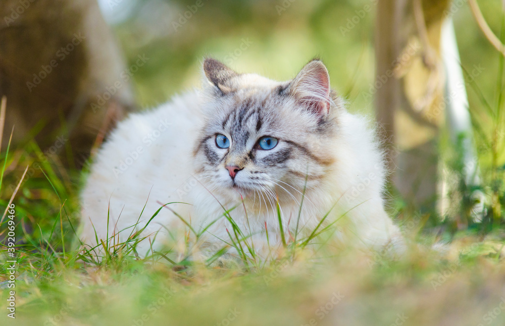 White Persian cat with blue eyes, lying on the grass. A lovely cat, resting at sunset 