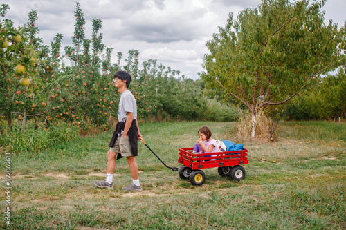 A father pulls a small child in a red wagon through an apple orchard