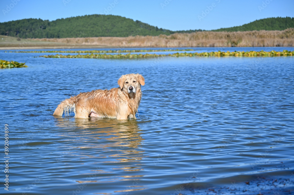 Golden retriever dog is having fun on lake Golden retriever dog is having fun on lake