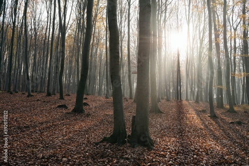 Beech forest in autumn  fall season. Brown leaves on ground. Sun rays from the trees. Mystical forest in Silesia in Poland.