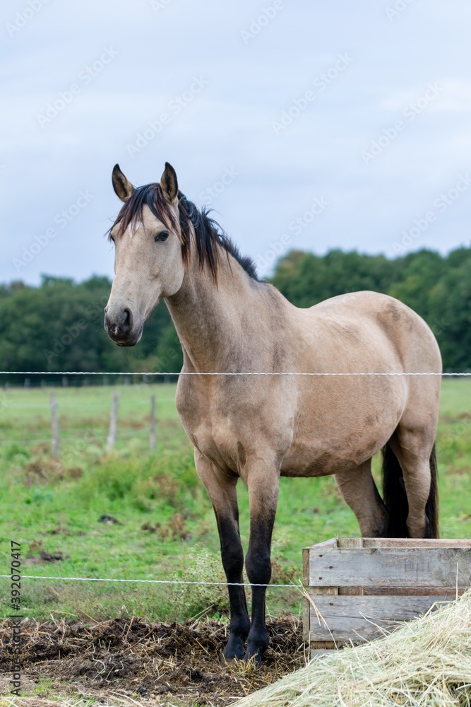 portrait of ho in pasture