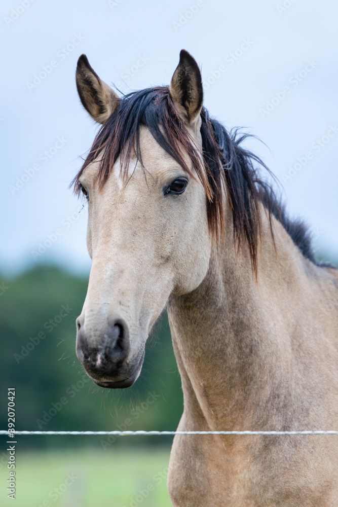 Fototapeta premium portrait of ho in pasture