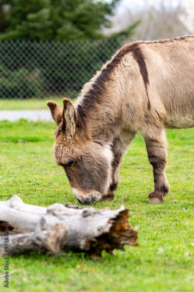 Fototapeta premium portraiy of donkey in the grass