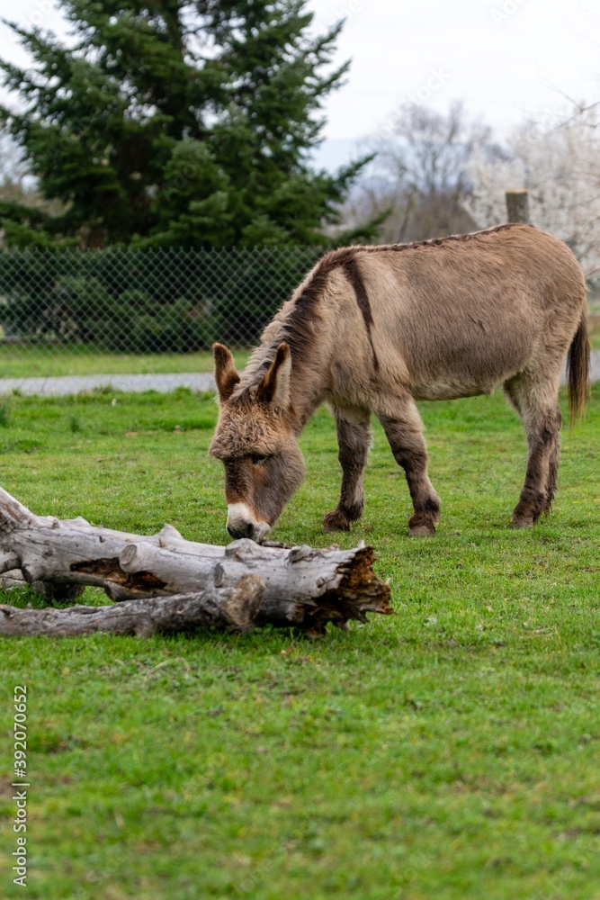 portraiy of donkey in the grass