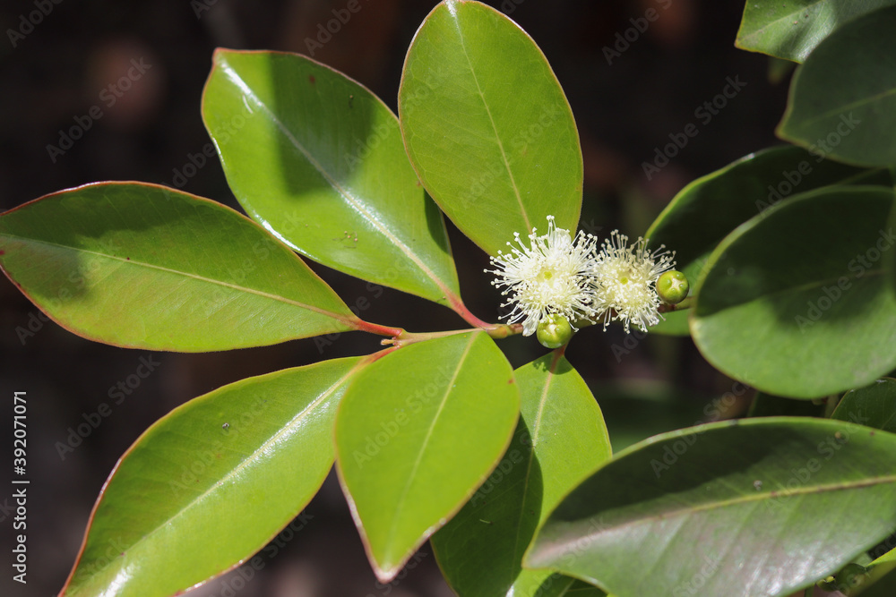 Fototapeta premium Araçazeiro is a tree native to Brazil and its fruit is very similar to guava.