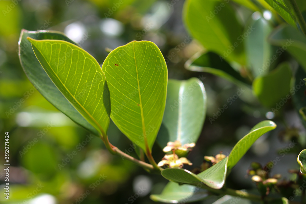 Araçazeiro is a tree native to Brazil and its fruit is very similar to guava. Araçazeiro is a tree native to Brazil and its fruit is very similar to guava.