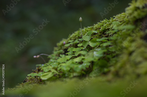 Klee im Wald bei Oberstdorf