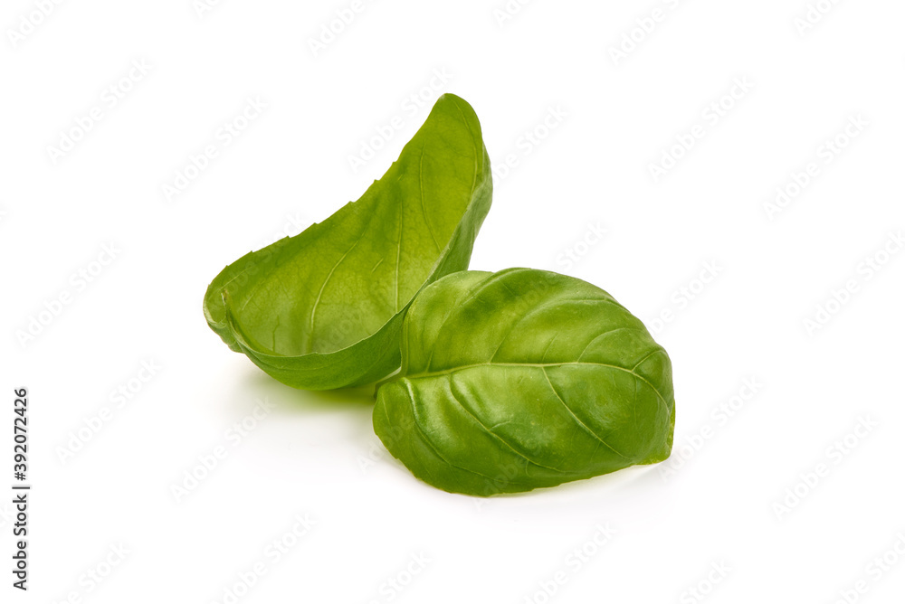 Fresh basil leaves, close-up, isolated on white background Fresh basil leaves, close-up, isolated on white background