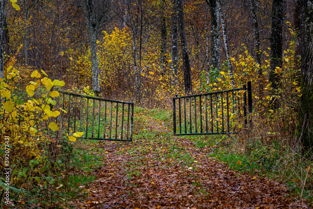 A beautiful view of a gate in a colourful autumn forest. Picture from Scania county, southern Sweden