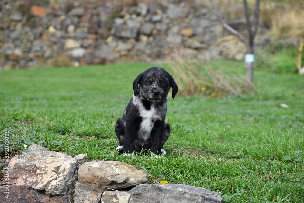 Black and white puppy sitting on green grass field.