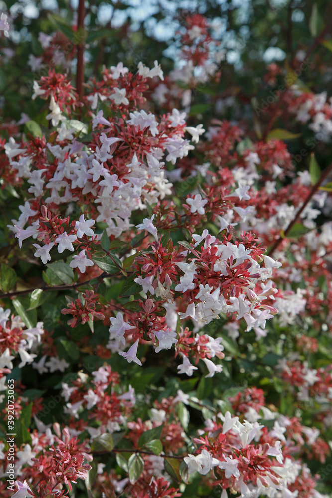Haie d'Abelia grandiflora en fleurs Haie d'Abelia grandiflora en fleurs