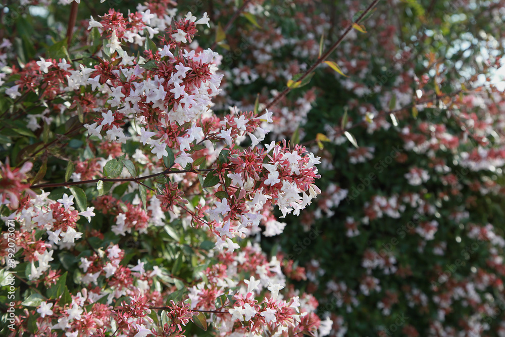 Fototapeta premium Haie d'Abelia grandiflora en fleurs