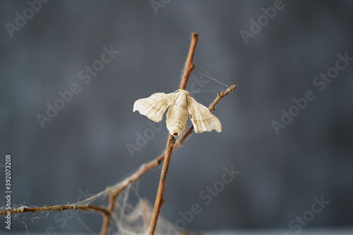 Close-up of silkworm butterflie on the branches of a plant. concept of nature