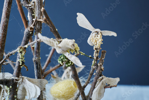 Close-up of silkworm butterflies laying eggs on the branches of a plant. nature concept photo