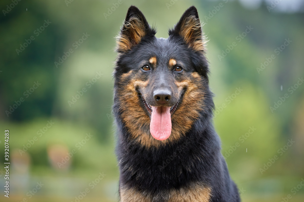 Portrait of Bohemian shepherd dog, purebred, with typical black and brown color marks. Active, similar to German shepherd, dog with tongue out. Dog breed native to Czech republic.