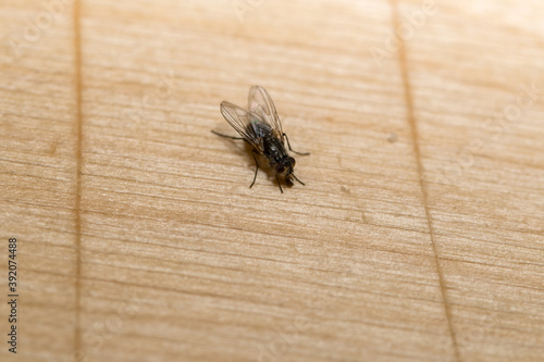 The housefly (Musca domestica) over a wooden table