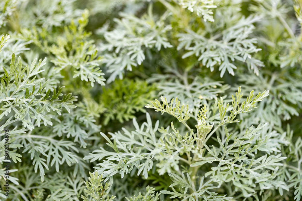 herbaceous perennial plant Artemisia absinthium in the vegetable garden herbaceous perennial plant Artemisia absinthium in the vegetable garden