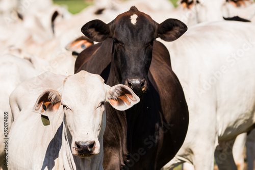 cows in the field