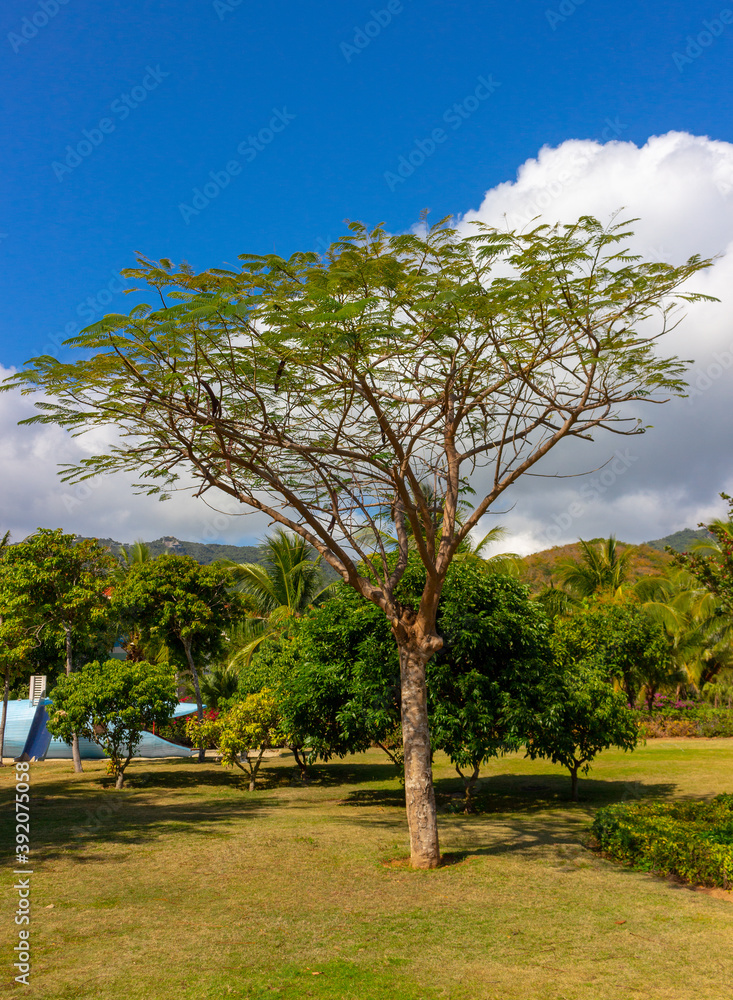 Summer tropical background wirt bright green tree under a blue sky on a paradise island