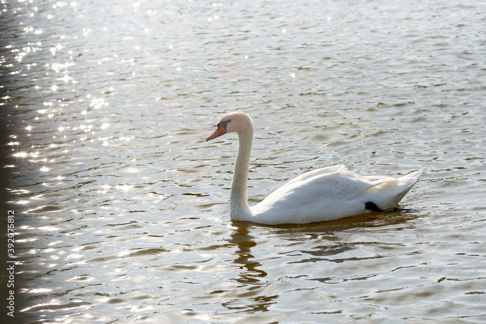 Fototapeta premium Mute Swan. Large white water bird. Floating on the lake