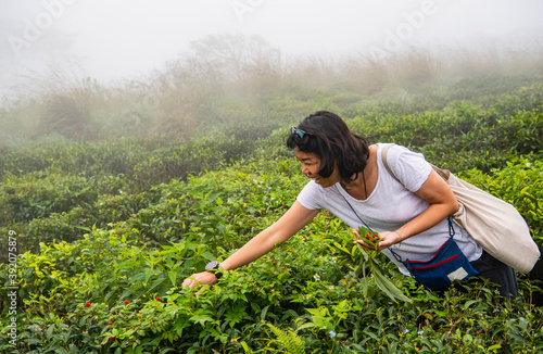 woman picking wild strawberries in the highlands of Sri Lanka photo