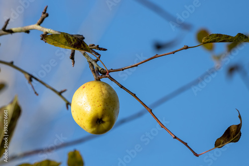 Ripe wild yellow apple on a tree by Cripplegate Lake in sussex