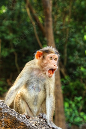 The monkey is sitting on a rock. State Of Goa. India © Mike Uteshev