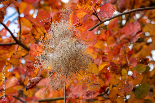 Smoke tree (Cotinus Coggygria) leaves turning orange red-blood in autumn photo