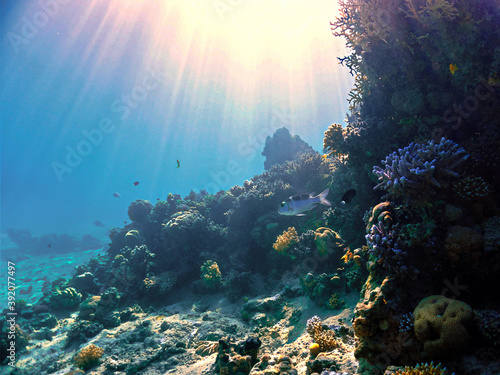 Fototapeta Naklejka Na Ścianę i Meble -  underwater scene with coral reef