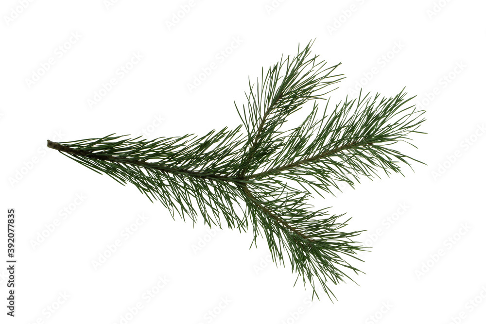 pine branch with green needles, isolate on a white background pine branch with green needles, isolate on a white background