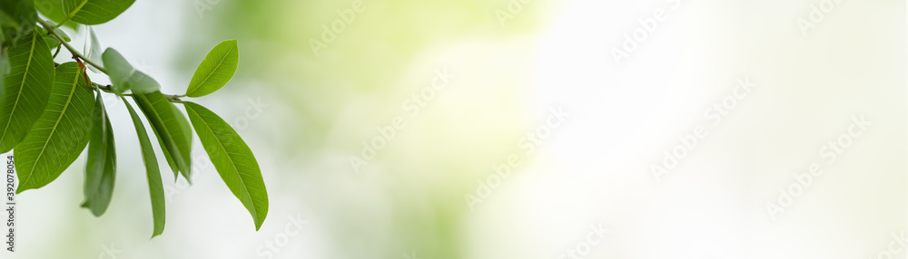 Closeup of green nature leaf on blurred greenery background in garden with bokeh and copy space using as background cover page concept. Closeup of green nature leaf on blurred greenery background in garden with bokeh and copy space using as background cover page concept.