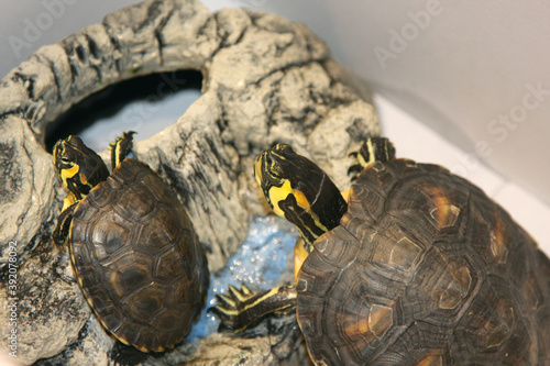 Beautiful turtles posing on top of a rock photo