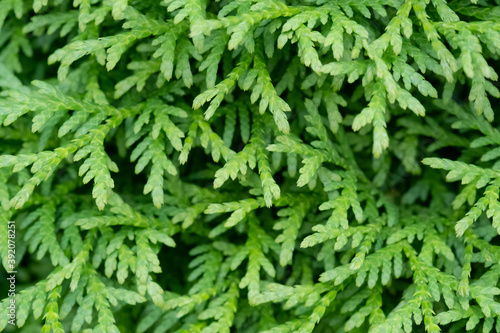 Coniferous plant close up green background