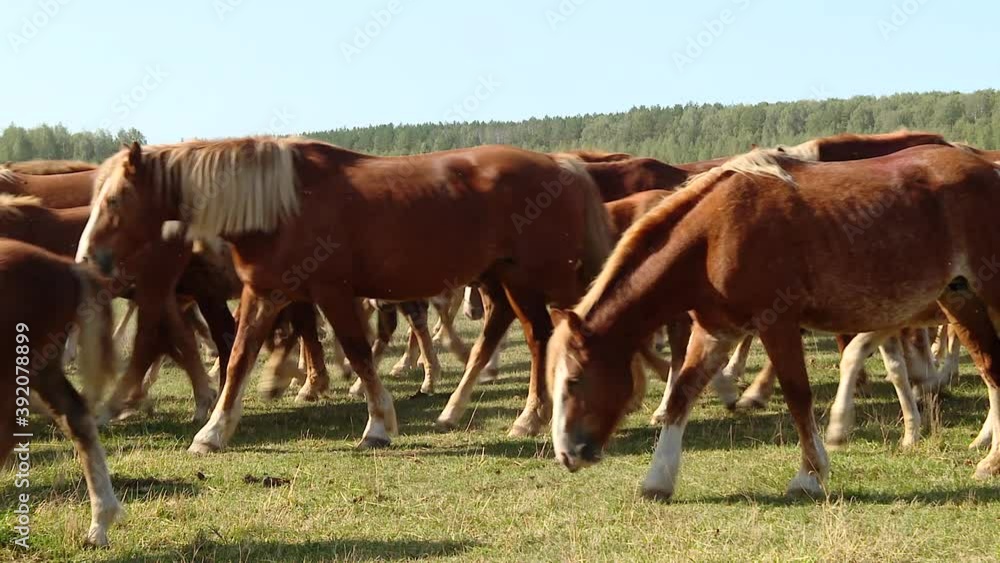 A herd of brown horses graze in a paddock in the village. A family of beautiful thoroughbred red stallions. Herd of red horses that are eating green grass on the ground.
A herd of brown horses graze in a paddock in the village. A family of beautiful thoroughbred red stallions. Herd of red horses that are eating green grass on the ground.