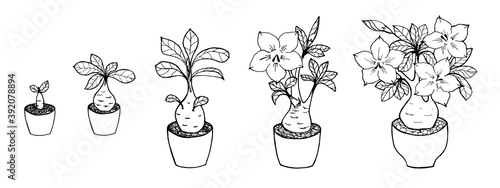 Adenium home flower elements set, stages of growth, development. Black outline drawing with white fill on a white background. photo