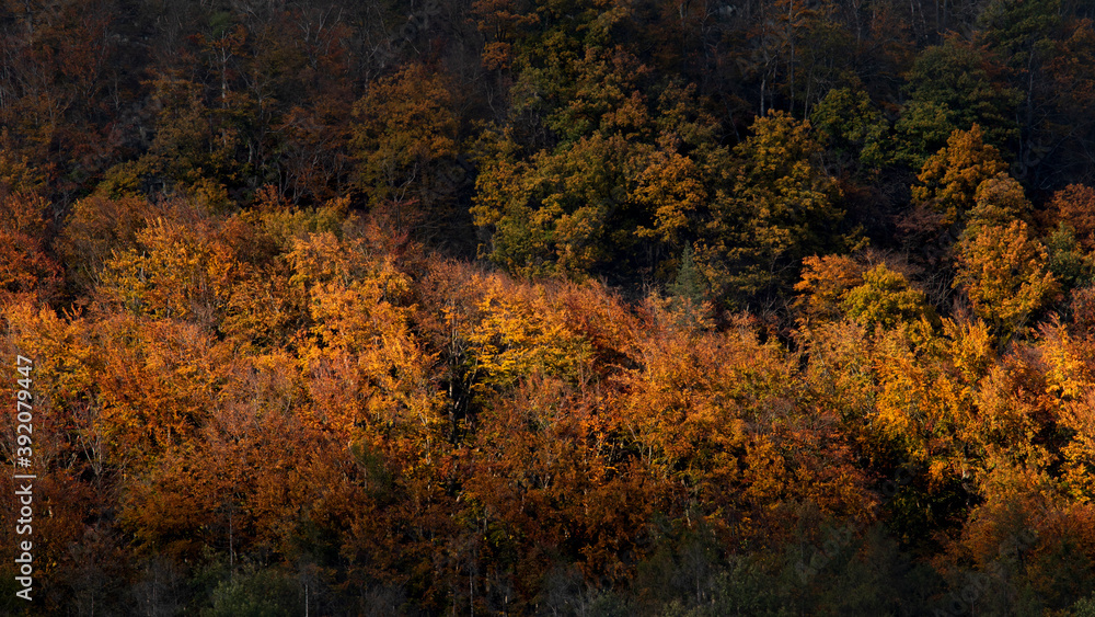 Colorful autumn forest in the beautiful evening light