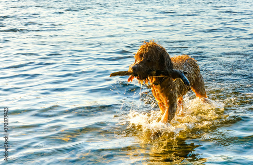 Cute dog playing in water.