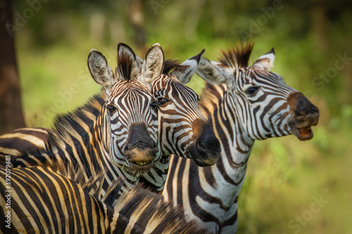 Herd of plains zebra  equus quagga  equus burchellii  common zebra  Lake Mburo National Park  Uganda.