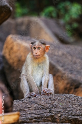 The monkey is sitting on a rock. State Of Goa. India
